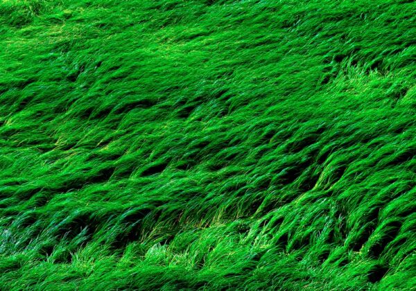 1_Schilfgras-by-Ulrich-Huber-Fotografie