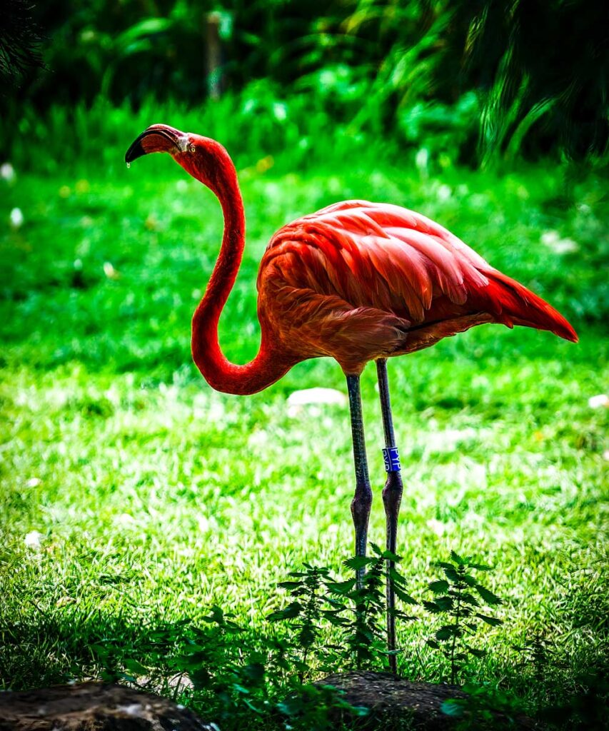 Flamingo