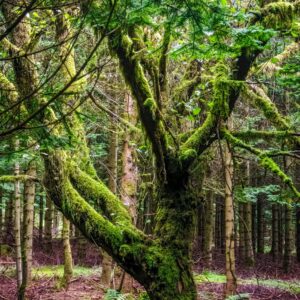 Natur