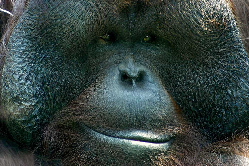 Orang Utan