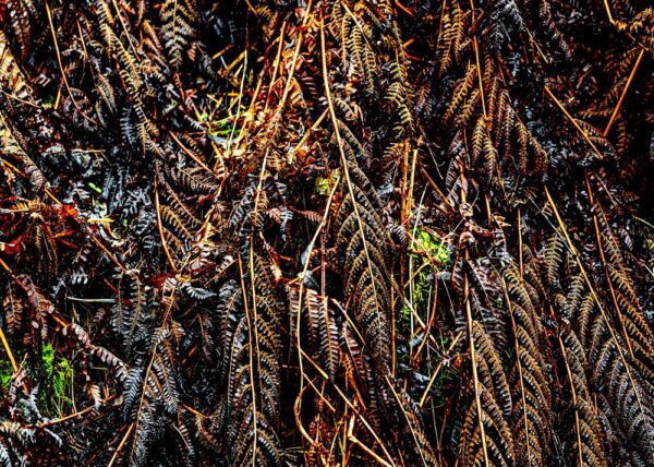 5_Farne-by-Ulrich-Huber-Fotografie