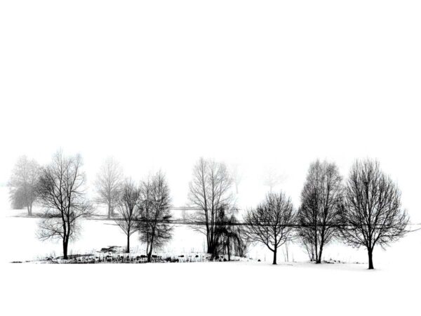 7_baumgruppe-by-Ulrich-Huber-Fotografie