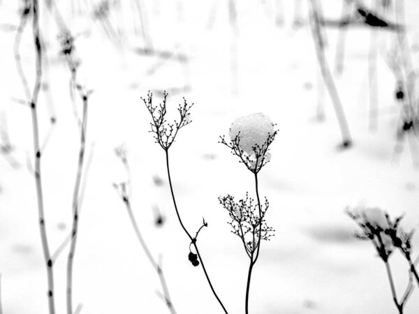 8_Schneebaellchenby-Ulrich-Huber-Fotografie